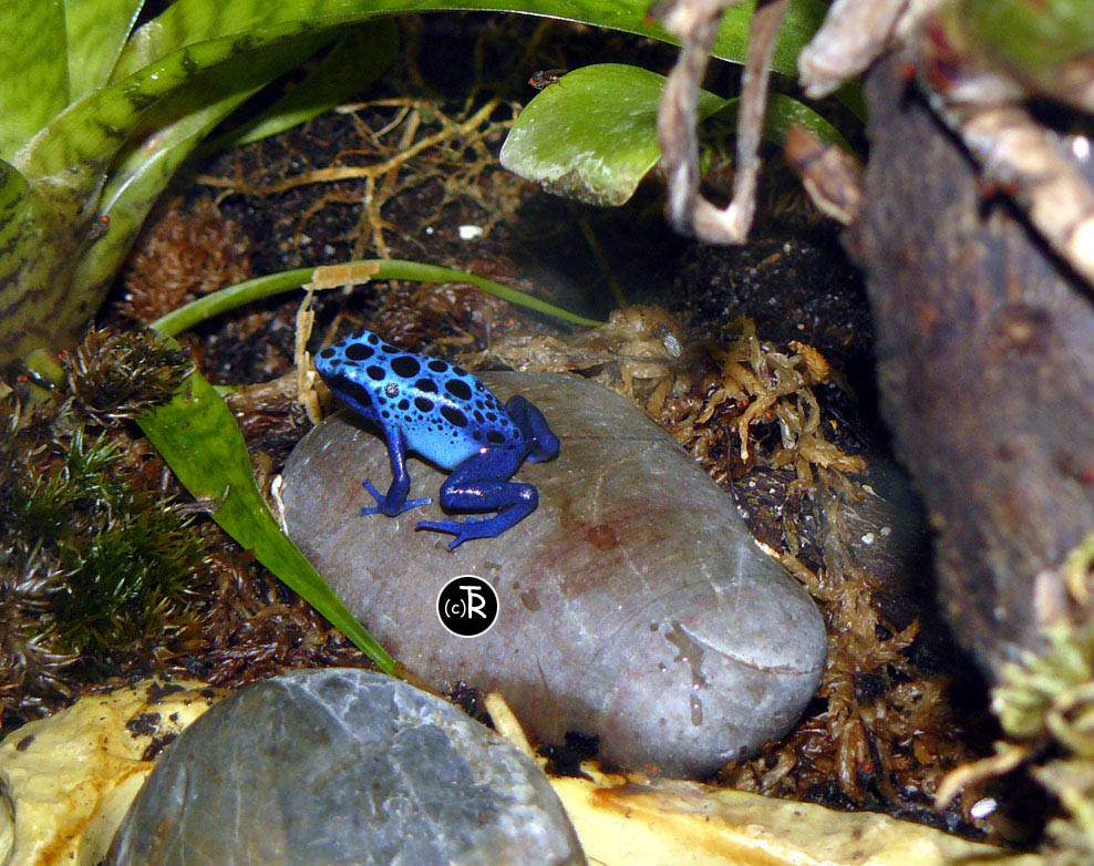 P1040406 copie.jpg